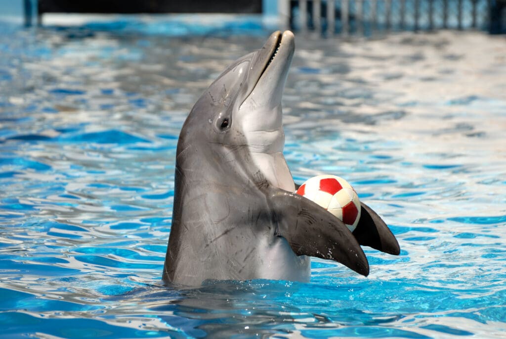 Dolphin,Playing,With,A,Ball