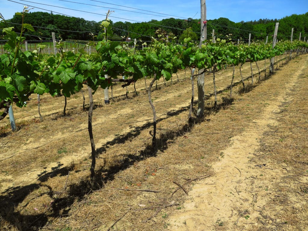 Vineyard,In,England.,Vineyard,In,The,Weald,In,Kent,In