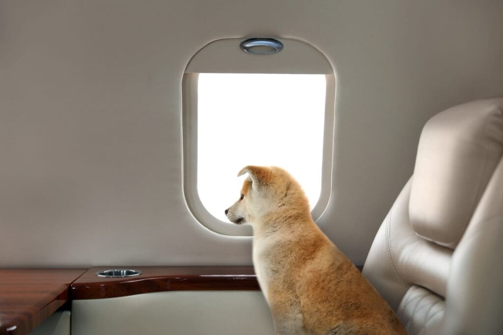 New European Ruling Redefines Pet Air Travel: What It Means for Passengers Flying with Animals