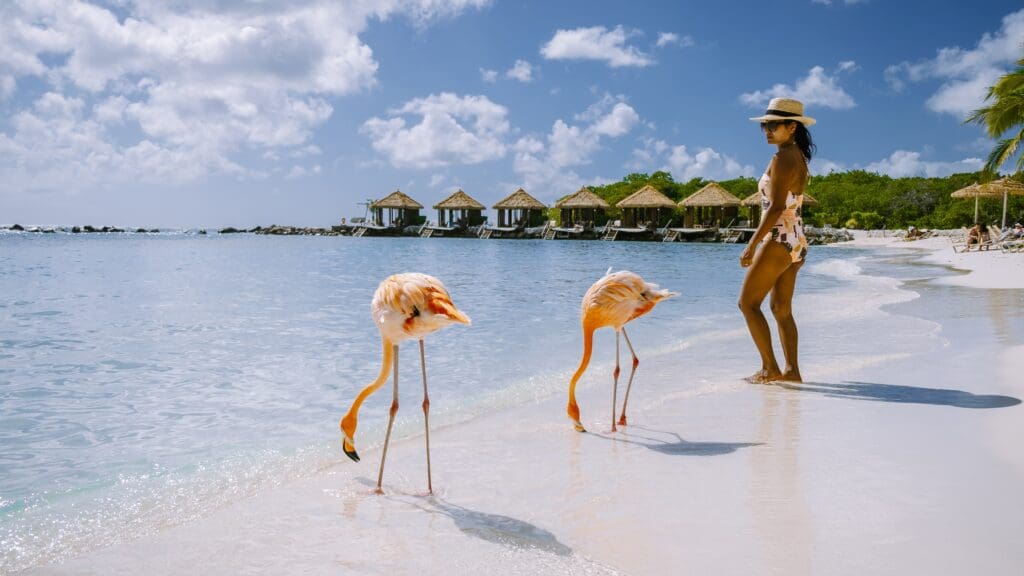 Aruba,Beach,With,Pink,Flamingos,At,The,Beach,,Flamingo,At