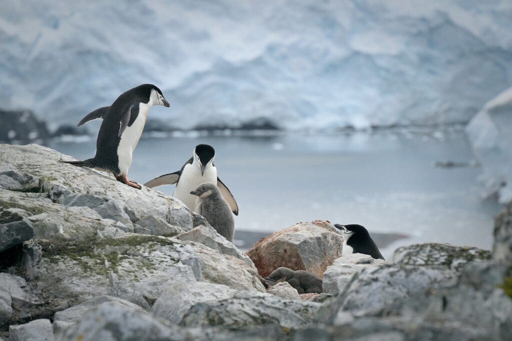 Antartica,Expedition:,Landscape,And,Wild,Animals.