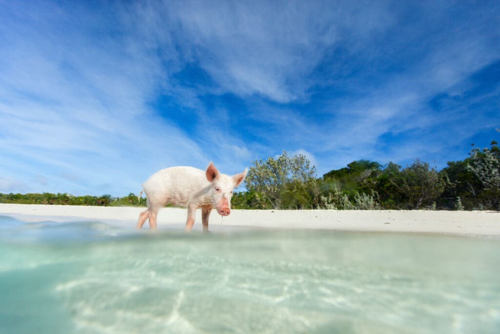 Little,Piglet,In,A,Water,At,Beach,On,Exuma,Island