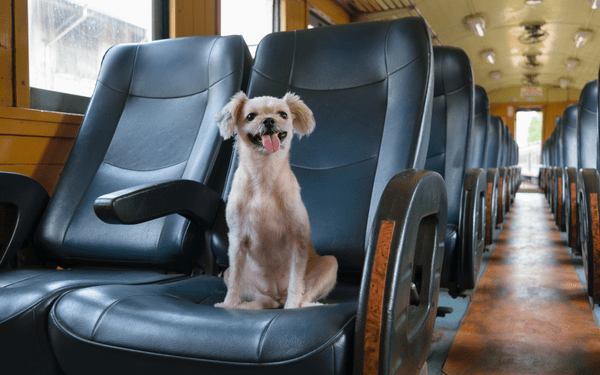TravMedia_United_Kingdom_medium-sized_1646128_Dog-Friendly_Rail_Travel_-_PetsPyjamas_3