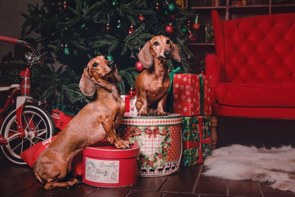 TravMedia_United_Kingdom_medium-sized_1651070_petspyjamas-2_dogs-urban-winter-christmas_(1)_(1)