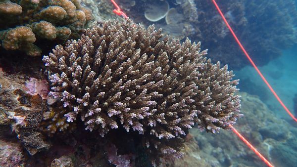 TravMedia_United_Kingdom_medium-sized_1651106_Zannier_Bãi_San_Hô_-_Loripes_-_Sasa
