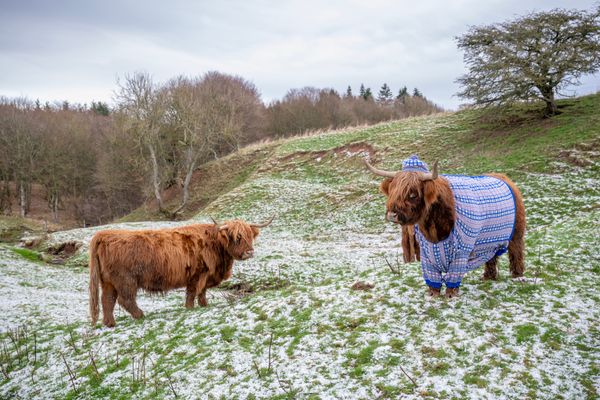 -Lesley-Martin_7125_Coos_in_Cardis_Forfar_050