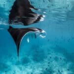 Holiday Inn Resort Kandooma Maldives Announces Return of Manta Month: A Global Celebration of Ocean Conservation