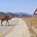 Car Expert Reveals 8 Most Bizarre Driving Rules Around The World That Could Land You In Trouble