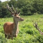 A Weekend Escape in Charnwood Forest With Wild Deer, Steam Trains and Ancient Woods